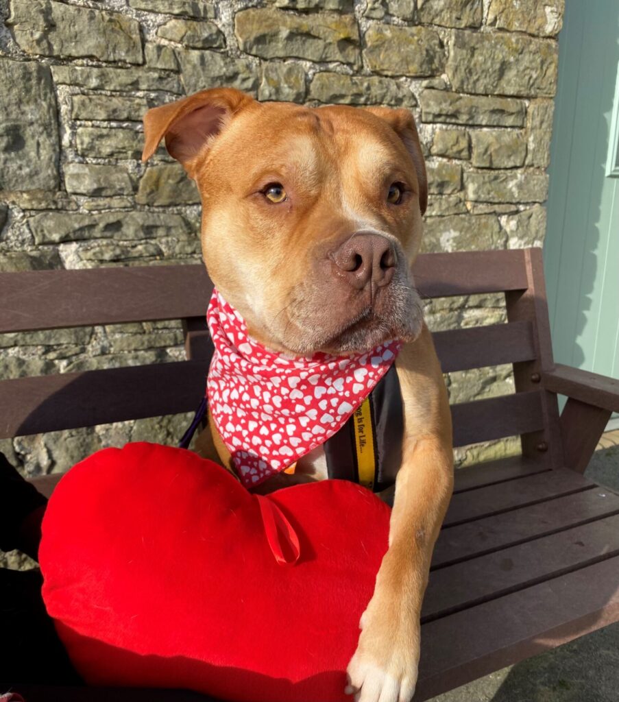 Creme Egg, an American Bulldog, sits with his paw over a toy heart.