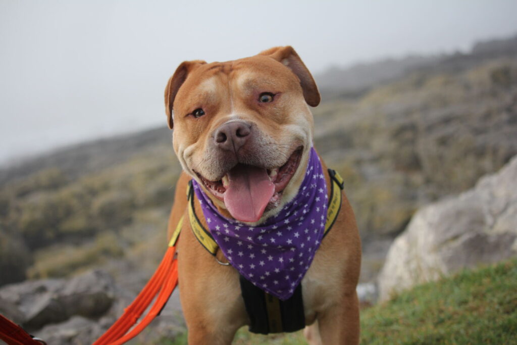 Creme Egg smiles while out on a countryside walk.