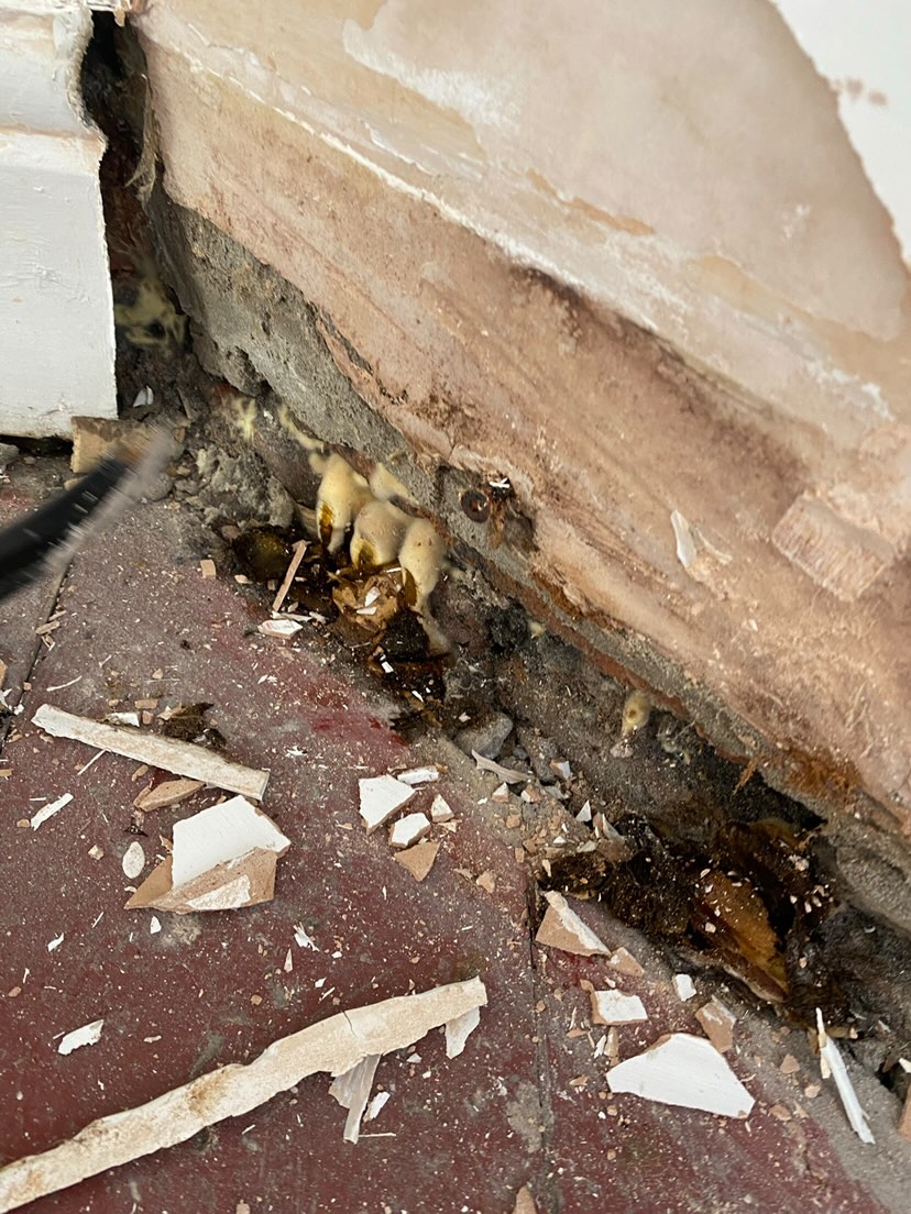 Couple transform MUSHROOM-INFESTED home for just £6,000 – adding £ ...