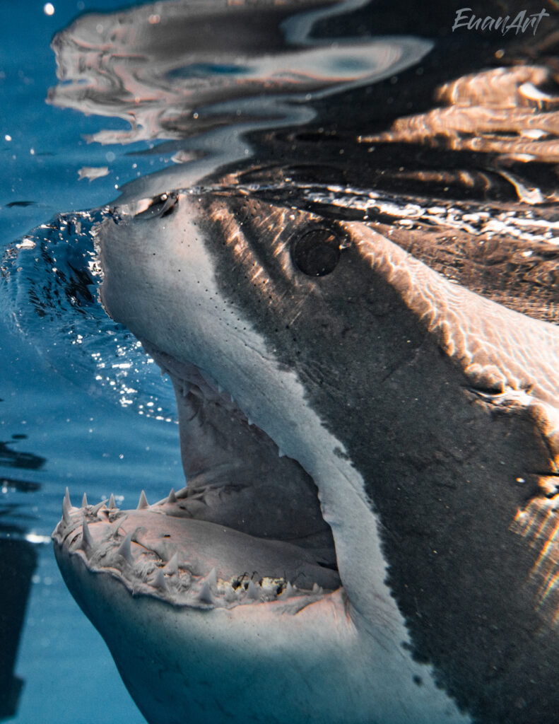 picture of shark
