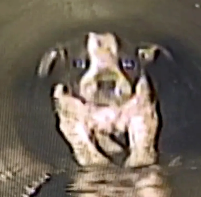 Cute puppy saved after spending eight hours trapped in sewer