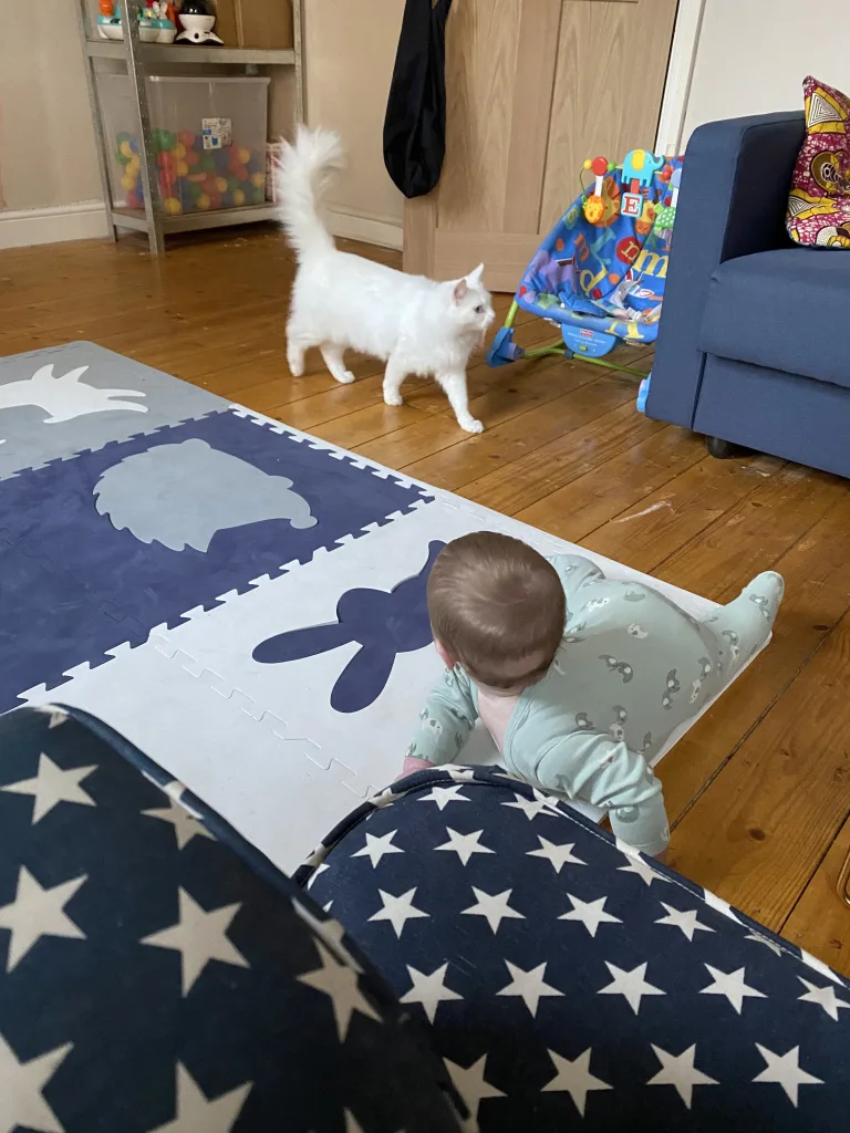 A white cat and a baby are shown in the living room with toys and a sofa. 