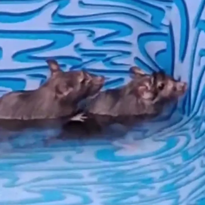 Mum shocked to find romping rats in kid’s pool