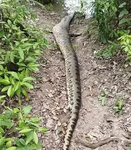 World’s Largest Snake - 26ft Long And Weighing 440lbs - ‘shot Dead By ...