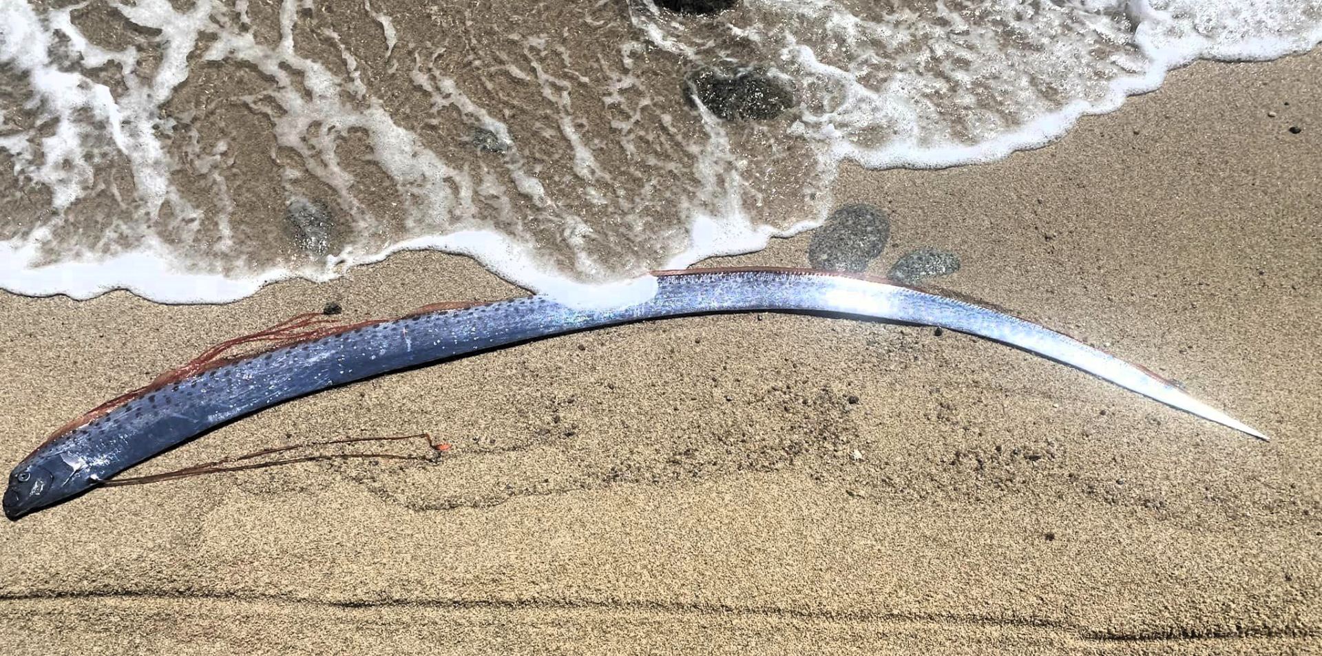A deep-sea oarfish, known as a harbinger of natural disasters, washed up on a tourist beach, stirring concern among locals. The legend holds that their appearance foreshadows calamities like earthquakes, sparking fear and superstition.