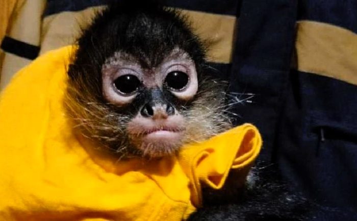 Monkey named Boots rescued from satanic counterfeiters