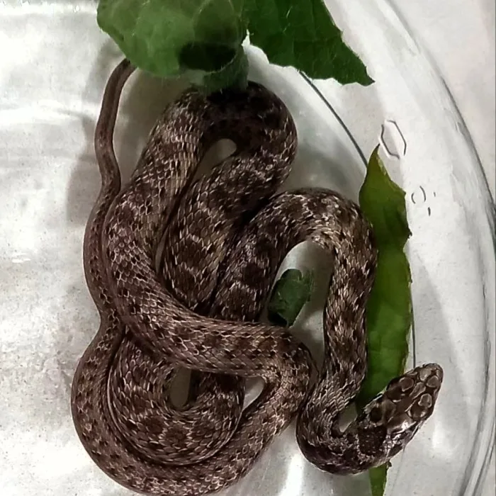 Stunned supermarket staff find snake in food box