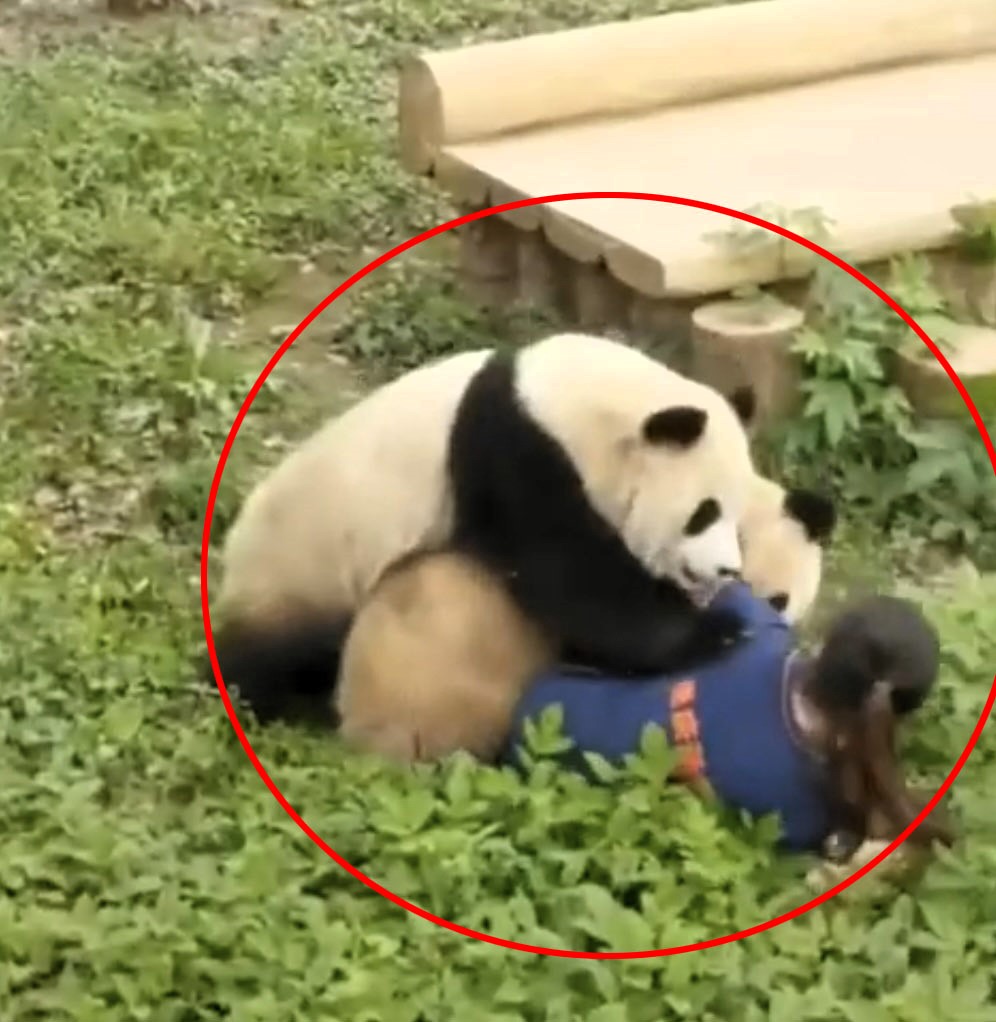 Spectators were horrified as two pandas unexpectedly attacked a zookeeper during feeding time, highlighting the unpredictability of these beloved creatures.