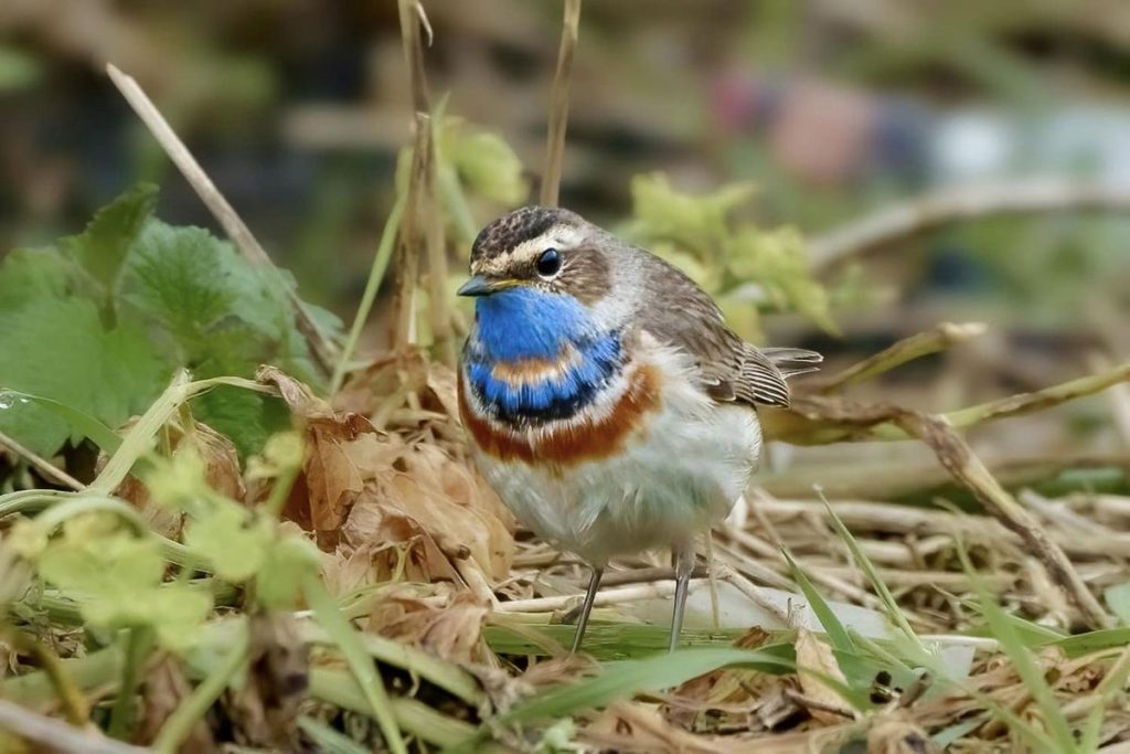 View of Woman takes stunning shots of 'secretive' bluethroat bird | Need To Know