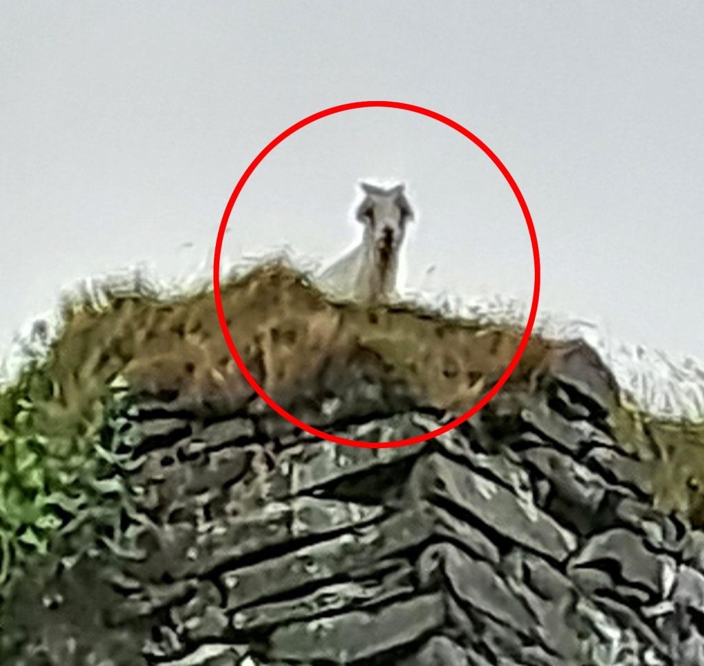 Dramatic rescue of injured baby goat from 100-foot castle tower | Need ...
