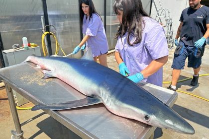 An eight-foot blue shark, known for rare attacks, washed up dead on Ocata Beach near Barcelona. Despite efforts to save it, officials confirmed it came ashore to die.