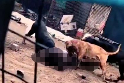 Mother fatally mauled by four pit bulls in Bloemfontein after allegedly smacking her son. Authorities euthanized the dogs; the owner's been arrested for culpable homicide.