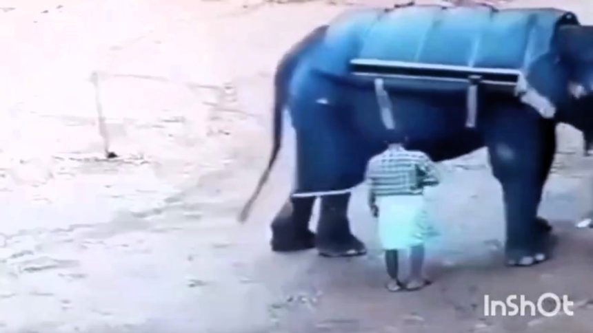 A zookeeper in India was tragically killed by an elephant after poking it with a stick. The unregistered safari park has been closed pending investigation.