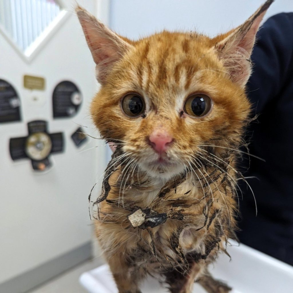 Horror photos shared of cat stuck in glue traps as method banned in ...