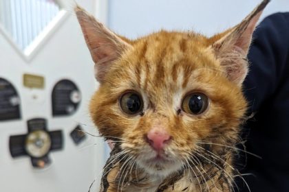 England bans glue traps, preventing animal suffering. New law, effective 31 July, aims to protect wildlife and pets like Basil the cat from painful, indiscriminate harm.
