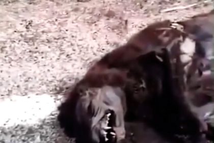 A driver in Brazil captures footage of a mysterious dead "chupacabra" on the roadside. The creature's sharp teeth and thick mane have sparked local speculation and intrigue.