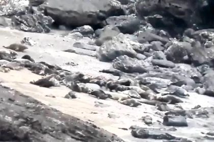 Shocking footage captures 250 seals fleeing in Britain's worst stampede as blundering walkers disrupt protected sites, causing distress and injury to the vulnerable animals.