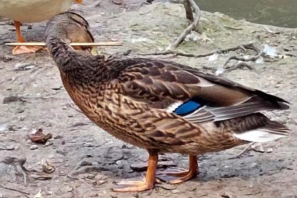 Miracle mallard survives with a skewer through its neck in Lancashire. Despite the cruel act, the resilient duck continues to swim, feed, and fly, evading rescue efforts.