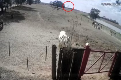 Three die as a twin-engine plane crashes into a field in São Paulo, Brazil, bursting into flames. Horrific CCTV footage captures the moment, sparking an investigation by Seripa.