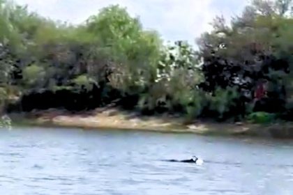 A loyal dog desperately tried to save his 17-year-old owner from drowning in a Mexican reservoir. Marco's body was later found trapped among reeds. The heartbreaking scene has touched many online.