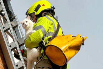 Firefighters in Leicester rescued a cat stranded on a roof for three days, highlighting the important role animal rescues play in their work. Over 700 cats saved in 2023!