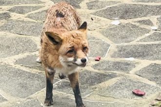 A woman went viral for rescuing an injured fox, raising him as her pet for four years. Saffron Gloyne's heartwarming story of Gavin the fox has touched millions online.