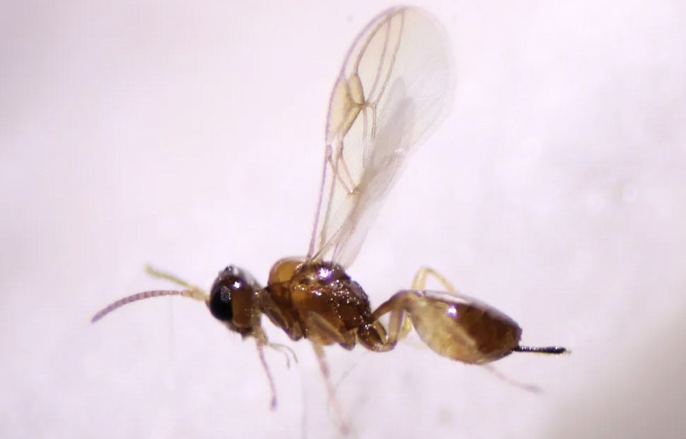 Scientists discover a new parasitic wasp species that gruesomely injects its eggs into live fruit flies. This remarkable behavior offers insights into parasitic biology and evolution.