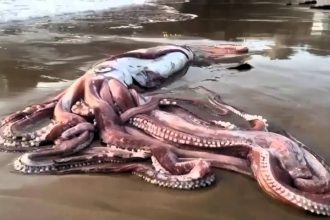 A 32ft "kraken" squid washed up on El Sablón beach in Spain, astonishing locals. The deep-sea giant, likely a female, was removed by workers, with its remains still fresh.