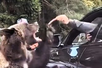 A terrifying moment was caught on camera as a tourist narrowly escaped a bear attack while tempting the animal with a snack on Romania's Transfagarasan road.