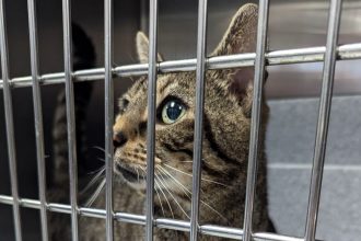 A tabby cat was found abandoned with a heartfelt note asking for kindness. Now named Severus, he's receiving care at the RSPCA after being discovered with a pelvic injury.