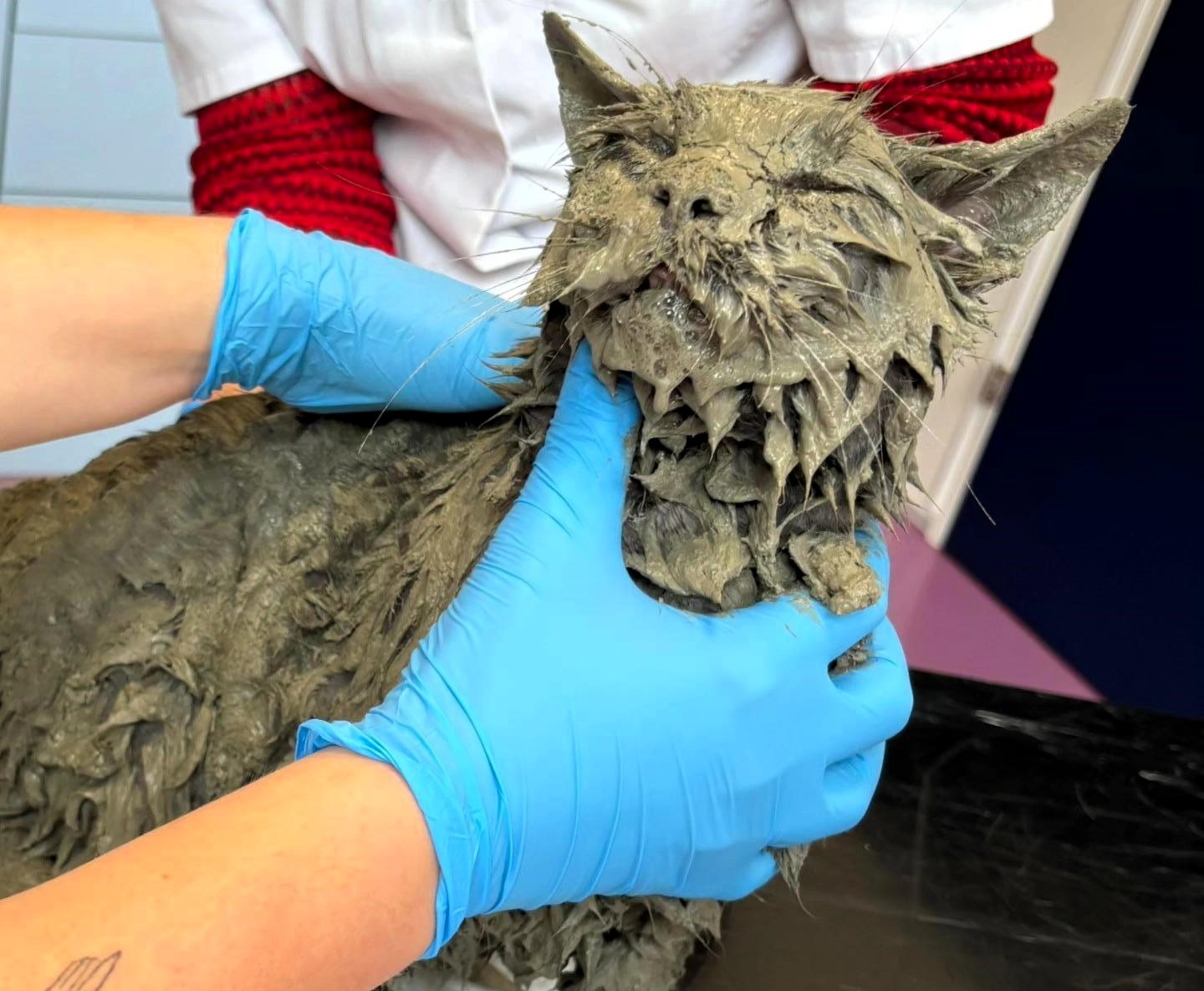 A cat named Pelle was rescued in Amsterdam after being found encased in wet cement. Luckily saved by an animal ambulance, he's now safe and back home with no harm.