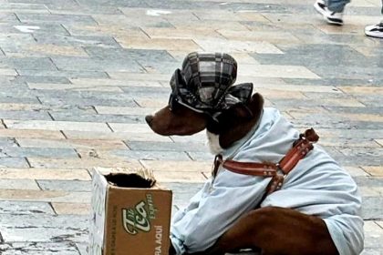 A dog dressed up and forced to beg for money in Bogotá was rescued by locals after being found malnourished and injured. Animal welfare group Huella Animalista stepped in to save the pooch.