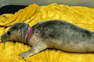 Rescued grey seal Ariel makes a miraculous recovery after a life-threatening entanglement in fishing gear, highlighting the dangers of marine debris to wildlife.