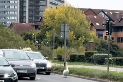 A stubborn swan caused traffic chaos near Brentford's stadium by waddling along the A4, forcing drivers to slow down and creating an impromptu roadblock.