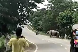 A motorcyclist was tragically killed by an escaped rhino in India after being charged and trampled near Haduk Bridge. The animal had escaped from Pobitora Wildlife Sanctuary.