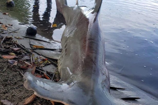 Vengeful locals in Honduras killed a hammerhead shark after recent attacks on tourists, despite experts warning the species rarely threatens humans, sparking online backlash.