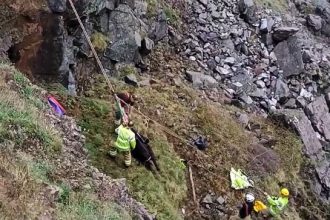 Miracle cow Chloe survives a 100ft cliff fall in Cornwall! A daring rescue operation saw her winched to safety, unharmed, and back on her feet in no time.