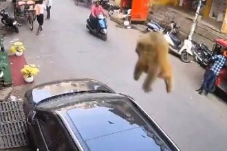 A mischievous monkey broke a car's sunroof after leaping from a hotel roof in Varanasi, India, before scampering away, leaving stunned onlookers and a baffled car owner.