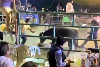 A bull gored a man off a seesaw at a Mexican rodeo, leaving him hospitalized. Shocking footage sparks calls for stricter safety measures at future events.