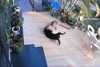 CCTV captures a dog surviving a leopard attack in Rajasthan backyard; the big cat retreats, leaving the plucky pooch shaken but safe after the dramatic encounter.