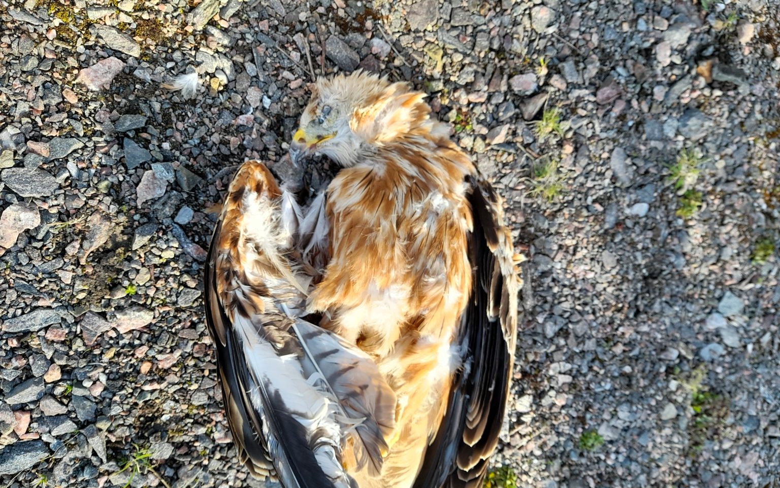 Protected red kite found dead in Scotland, poisoned by banned pesticide Carbofuran. Police investigate as concerns grow over wildlife safety and illegal poison use.