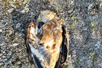 Protected red kite found dead in Scotland, poisoned by banned pesticide Carbofuran. Police investigate as concerns grow over wildlife safety and illegal poison use.