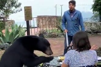 Hungry bear swipes at diner’s face after crashing a luxury Mexican restaurant, sparking debate over human-bear encounters in shared habitats.