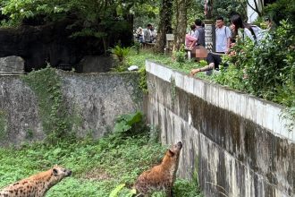 Tourist slammed for teasing hyenas at Taipei Zoo, sparking legal action and public outrage over reckless behavior that violated animal safety laws.