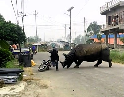 A wild rhino’s rampage through a Nepalese town shocks locals and goes viral with 36 million views. Witness the chaos as residents flee from the charging beast.