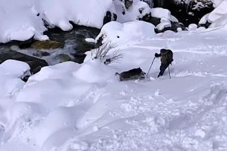 Skier attacked by wild boar in the French Pyrenees caught on camera. Boar populations rise, causing unexpected encounters; here's how to stay safe in the wild.