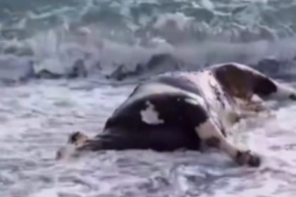 Dead cow mysteriously washes up on Marbella beach, baffling locals and holidaymakers. Found near Cabaña Beach bar, the bloated carcass sparked curiosity.