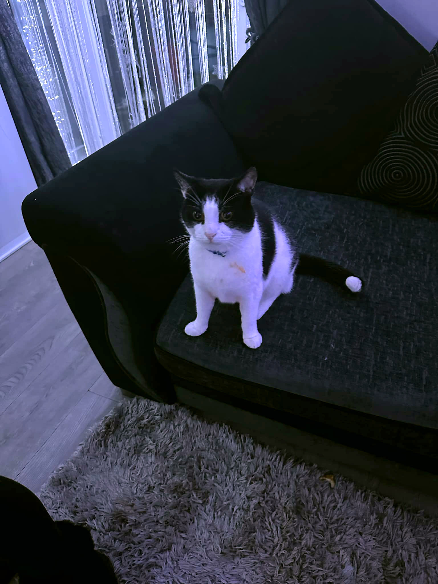 Heartless thug tries to shoot cat with catapult in street | Need To Know