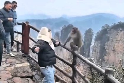 Tourist fends off aggressive monkey in a dramatic showdown at Zhangjiajie National Forest Park, protecting his bag with punches as the macaque repeatedly attacks.