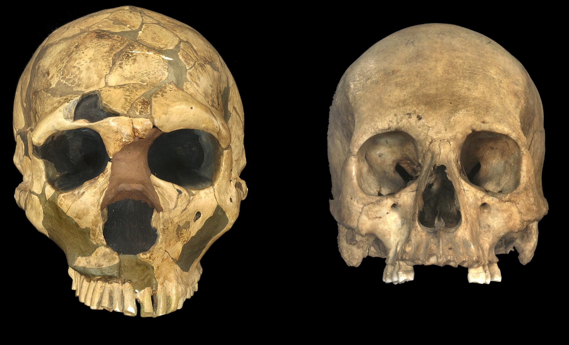 Neanderthals and modern humans were separate species, new study finds ...